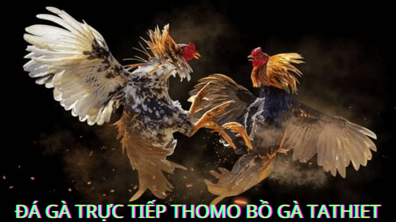 các chương trình khuyến mãi , hoàn trả , tải app đá gà trực tiếp tại bồ gà tà thiết . bogatathiet.com